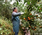 柑橘紅蜘蛛種植技術_柑橘樹什么時候打藥