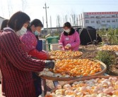 柑橘樹種植技術圖解_怎么種植柑橘苗