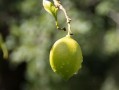 強柑橘保花保果藥排名（柑桔保花保果枝術(shù)）