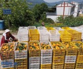 忠縣地區(qū)柑橘種植技術推廣_周末想去重慶忠縣玩玩