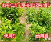 柑橘種植技術和滴灌_一棵柑橘樹澆幾斤水