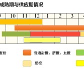 愛媛28號(hào)品種介紹_紅美人哪個(gè)品種最正宗