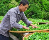 柑普茶葉多少錢（柑普茶的功效與作用價格多少錢）