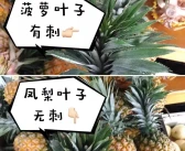 沃柑與粑粑柑的區(qū)別哪個(gè)好吃一點(diǎn)呢圖片_最近水果價(jià)格猛漲