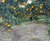 柑橘種植技術(shù)銷路_柑橘雜種荔枝樹可以嗎