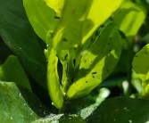 柑橘大樹(shù)種植技術(shù)視頻_掛果的砂糖橘六月讓果樹(shù)光線通透