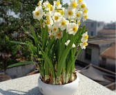 橘子樹(shù)花苞圖片_如何讓橘子樹(shù)開(kāi)花結(jié)果