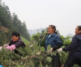 仁懷柑橘種植技術(shù)_世界上最好的蒸餾酒是什么酒