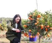 湖南岳陽柑橘種植技術_湖南氣候適宜種什么水果