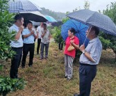 中科柑橘病蟲害防治技術(shù)_吃什么東西會有很強烈的減肥效果