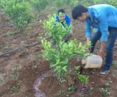 種植耙耙柑柑橘技術(shù)_耙耙柑哪里多