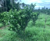 柑橘秋季種植技術(shù)管理_如何促進柑橘秋梢老熟