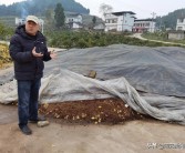 春見柑橘1年幼樹的病蟲害_耙耙柑用羊糞幾月好