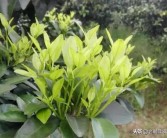 柑橘芽的種植技術(shù)_新會(huì)柑樹苗幾天可施肥方法