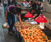 昆明新品種柑橘樹苗多少錢_昆明柚子什么時(shí)候采摘