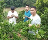 柑橘夏梢種植技術_晚夏梢來年掛果嗎