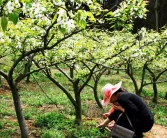 春見貴妃柑_涴市鎮(zhèn)紅花村景點(diǎn)