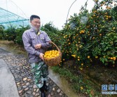 浙江柑橘種植管理技術_早熟柑橘有哪些好品種