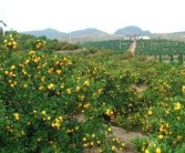 柑橘樹秋季嫁接視頻_在建筑垃圾上鋪黃土的花園