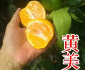 象山最新品種柑橘苗價(jià)格_南方利潤很嚇人的10個(gè)冷門種植