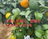 分享幾款近期實地考察的柑橘品種，川津5號、愛媛153……你更喜歡哪款？