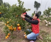 200畝柑橘種植技術(shù)_無(wú)籽椪柑栽間距多少