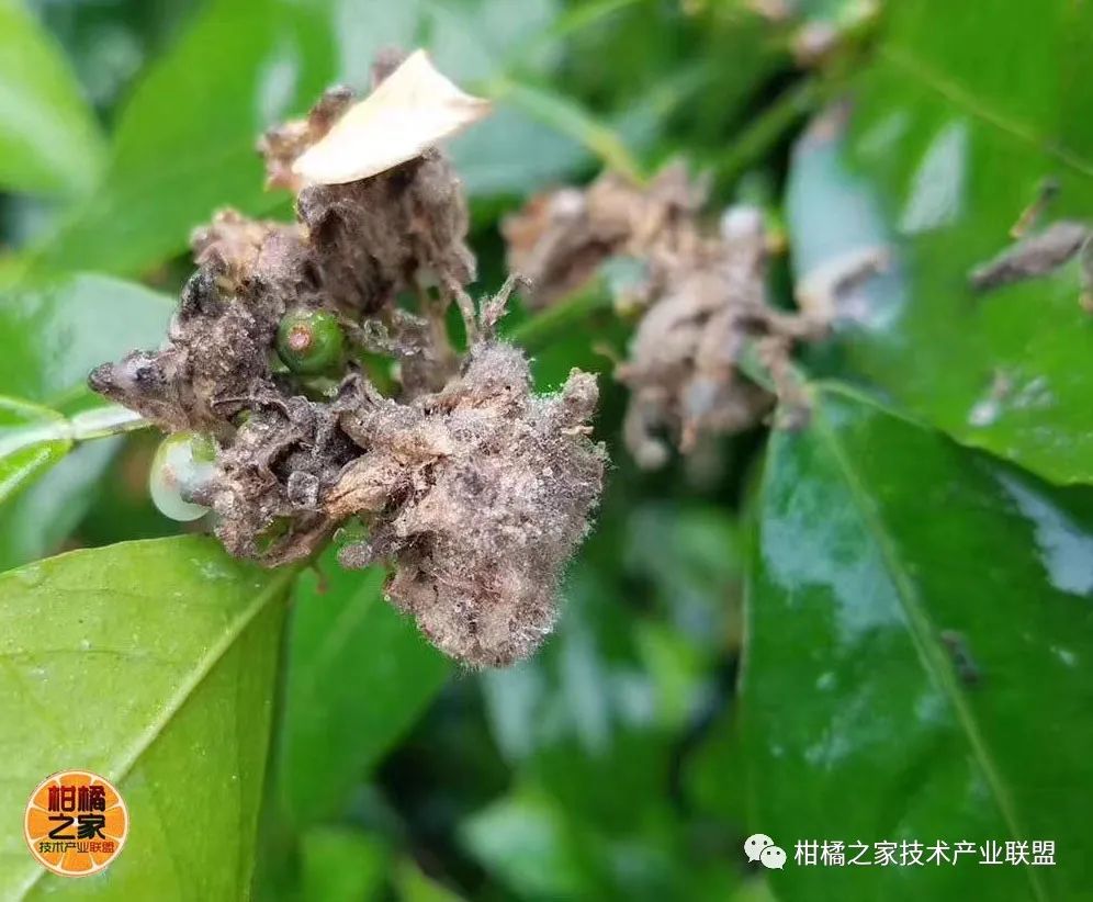 沃柑種植噴水系統(tǒng)設計（沃柑種植施肥視頻）