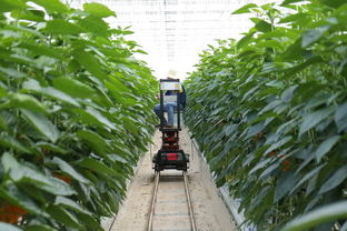 柑橘甘平種植技術(shù)要點（甘平柑橘的種植條件）