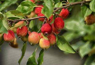 紅美人柑橘樹苗在四川種植怎么樣（紅美人柑橘種植條件）