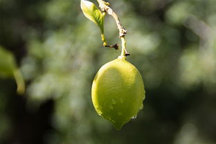 柑橘返青如何補(bǔ)救（柑橘反青是什么原因）