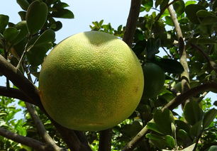 柑橘種植黃化樹恢復(fù)樹勢技術(shù)視頻（柑橘種植黃化樹恢復(fù)樹勢技術(shù)視頻教學(xué)）