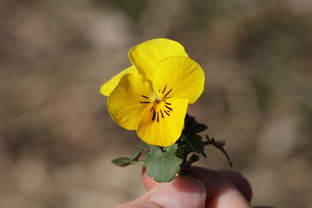 柑橘開(kāi)花不結(jié)果怎么辦怎么改善坐果率（柑橘不開(kāi)花的原因）