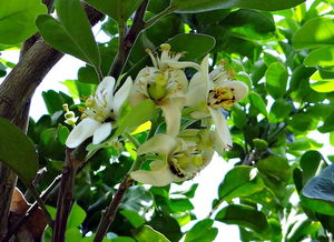 柑橘促花噴什么藥好（柑橘促花噴什么藥好一點）