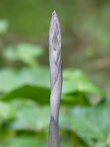 柑橘促花藥什么（柑橘促花芽分化）