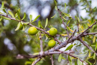 柑子樹(shù)栽培技術(shù)視頻（柑樹(shù)種植技術(shù)）