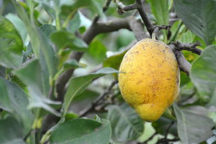 柑橘樹(shù)種植技術(shù)視頻教學(xué)（柑橘樹(shù)種植技術(shù)視頻教學(xué)講解）