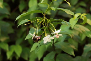 脆蜜金桔種植技術(shù)管理方法視頻教學(xué)（脆蜜金桔產(chǎn)量如何）