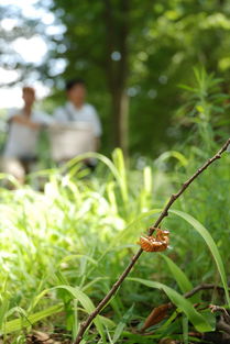 防治柑橘木虱用什么藥效果好（柑橘木虱用什么藥能殺死）