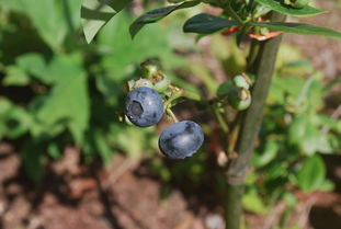 種植柑橘保果技術(shù)（柑橘種植要求）