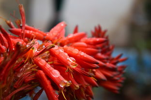 沃柑種植到開(kāi)花結(jié)果如何施肥噴藥劑呢（沃柑結(jié)果樹施肥管理）