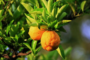 大雅柑橘樹修剪技術(shù)管理（大雅柑橘樹修剪技術(shù)管理視頻）