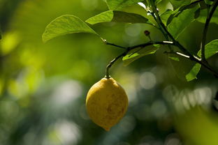 柑桔樹(shù)開(kāi)花打什么藥（柑橘開(kāi)花后施什么肥）