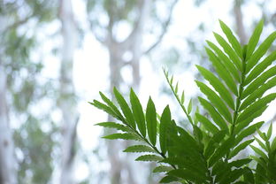 柑橘苗圃種植一年后需要移栽嗎為什么（柑橘種下去幾年后可以結(jié)果）