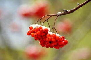 象山柑橘紅美人冬天可以放多少天（紅美人柑橘怕冷嗎）