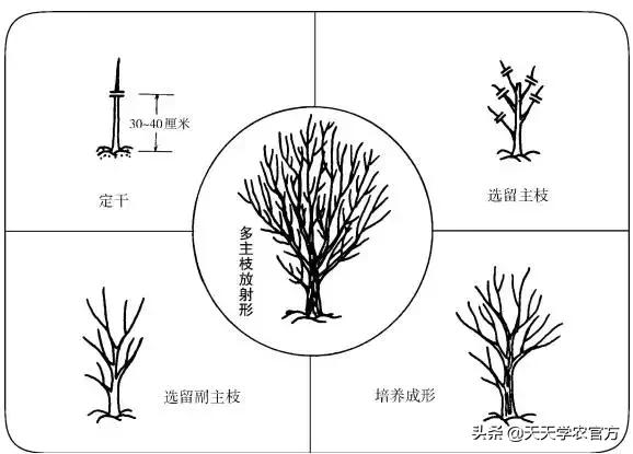 愛媛柑橘冬季修剪視頻教程全集_柑橘紅美人種植手藝