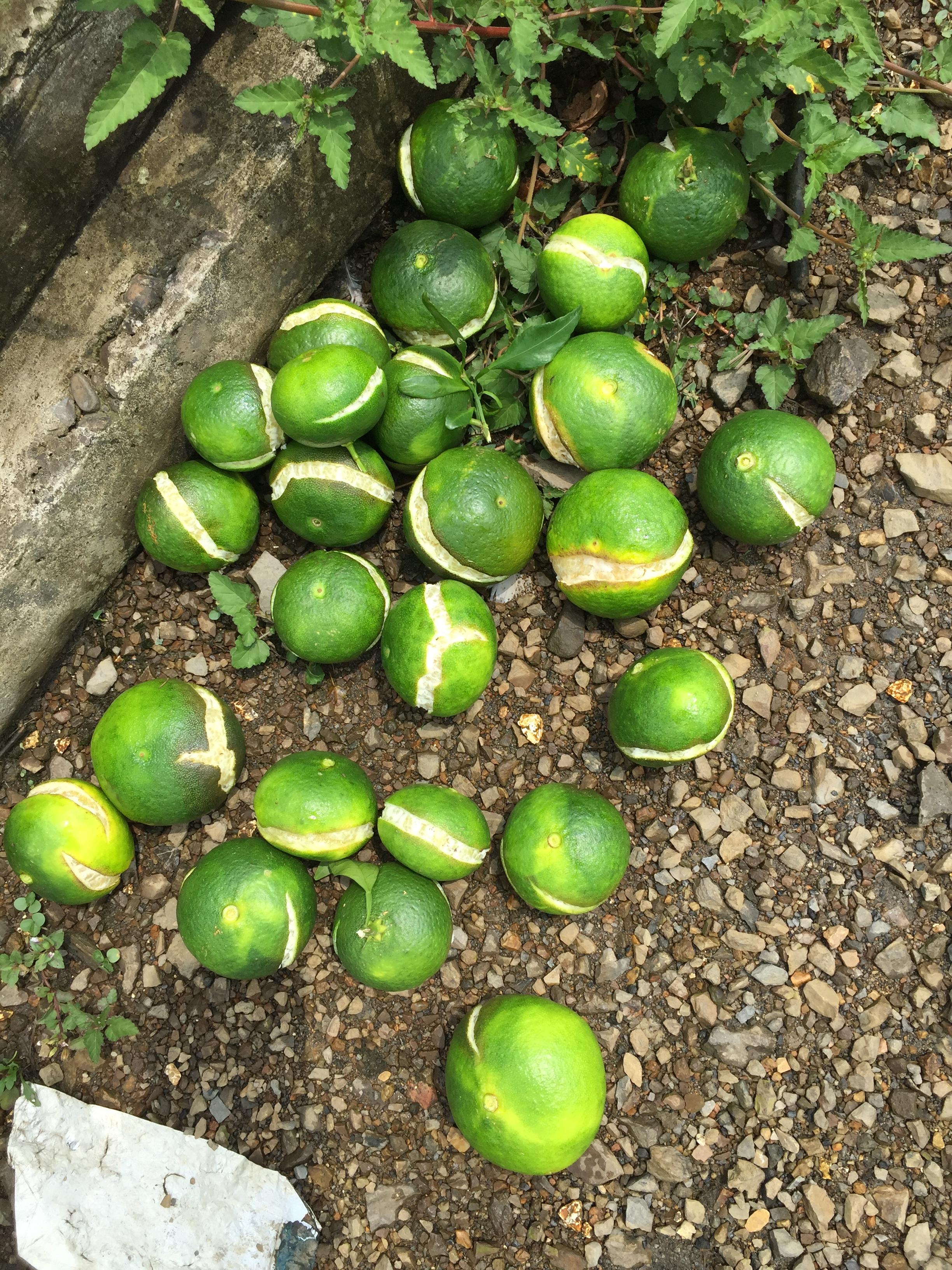 甘平柑橘苗能夠露天種植嗎冬天能夠種嗎北方_能吃點(diǎn)什么降降火呢