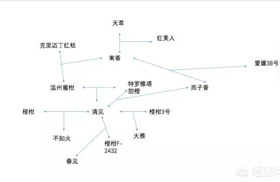 愛(ài)媛橘子圖片大全高清壁紙豎屏下載軟件_若何辦理剛移栽后的小愛(ài)媛苗