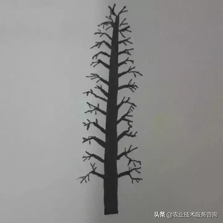 柑橘新品種矮化特點(diǎn)_三紅蜜柚結(jié)出的果皮不紅是什么原因