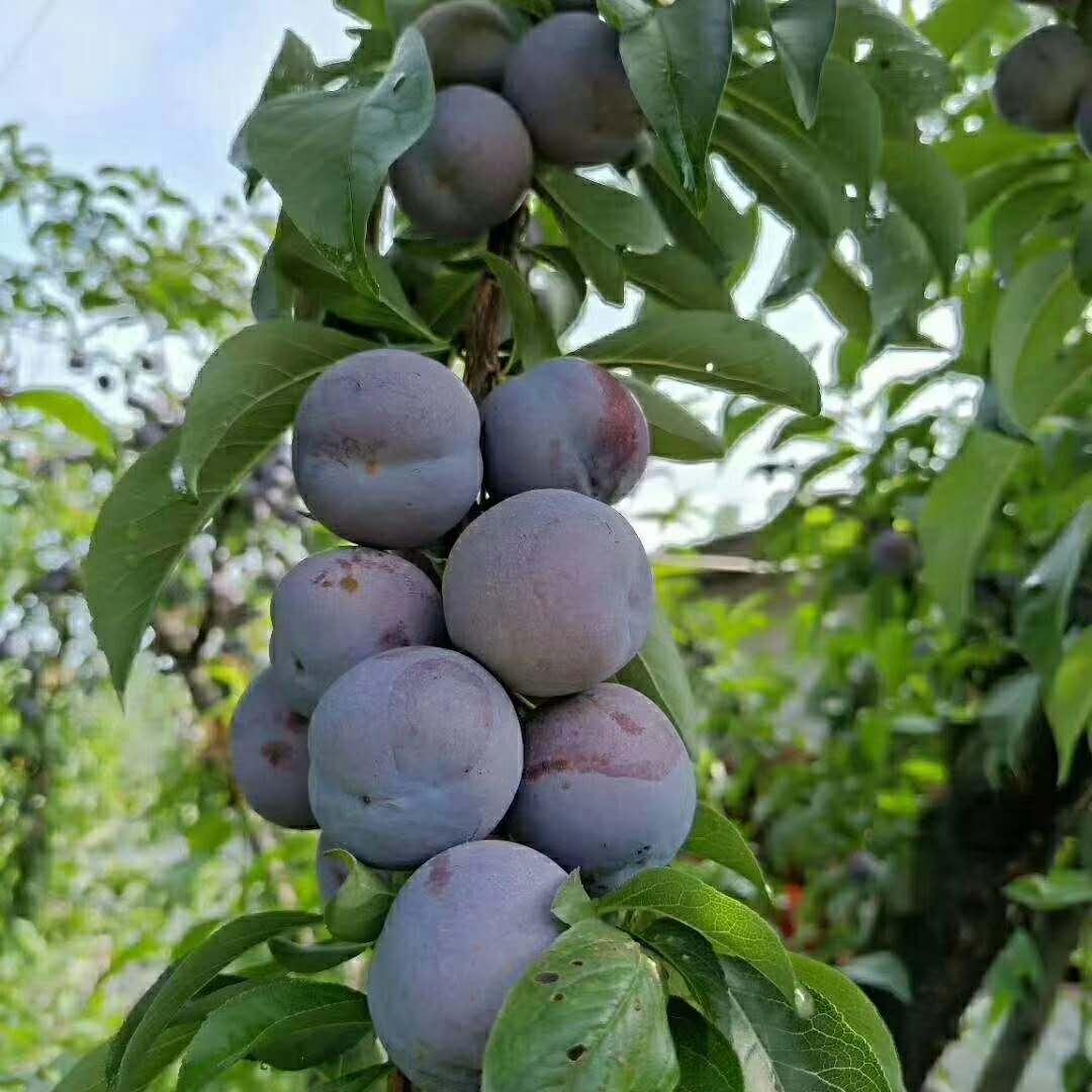 成都柑橘苗保舉_四川資陽柑橘嫁接更佳時間