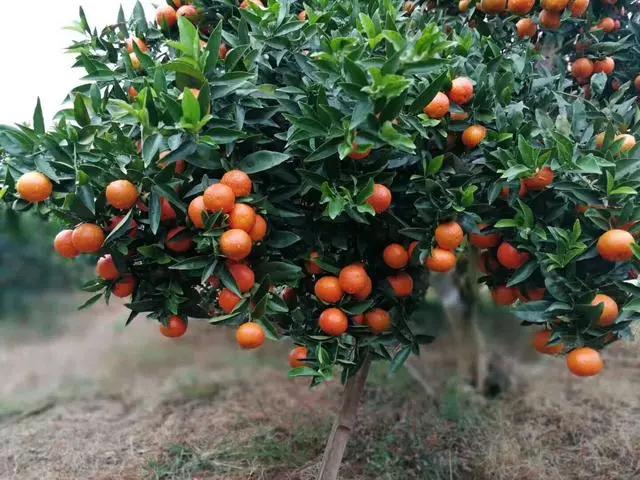 春見柑橘圖片大全大圖高清_耙耙柑是什么時(shí)間現(xiàn)花蕾